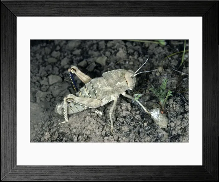 Framed Print : Giant Wingless Grasshopper - Kopetdag mountains - Turkmenistan - spring - April Tm31. 0510 Framed Print : Giant Wingless Grasshopper - Kopetdag mountains - Turkmenistan - spring - April Tm31. 0510