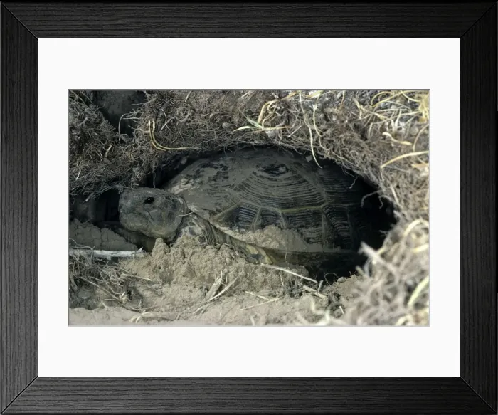 Framed Print : Steppe / Horsfield's Tortoise - burrows for shelter in the soil - for the night - Caspian sea shore - Turkmenistan - April Tm31. 0523 Framed Print : Steppe / Horsfield's Tortoise - burrows for shelter in the soil - for the night - Caspian sea shore - Turkmenistan - April Tm31. 0523