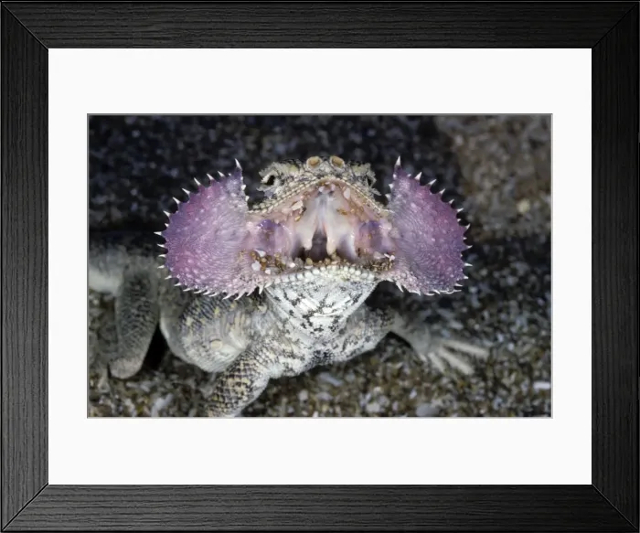 Framed Print : Secret Toad-Headed Agama - dispays it's collar when being disturbed - sand dunes - desert - Caspian sea shore - Turkmenistan - Spring - April Tm31. 0529 Framed Print : Secret Toad-Headed Agama - dispays it's collar when being disturbed - sand dunes - desert - Caspian sea shore - Turkmenistan - Spring - April Tm31. 0529