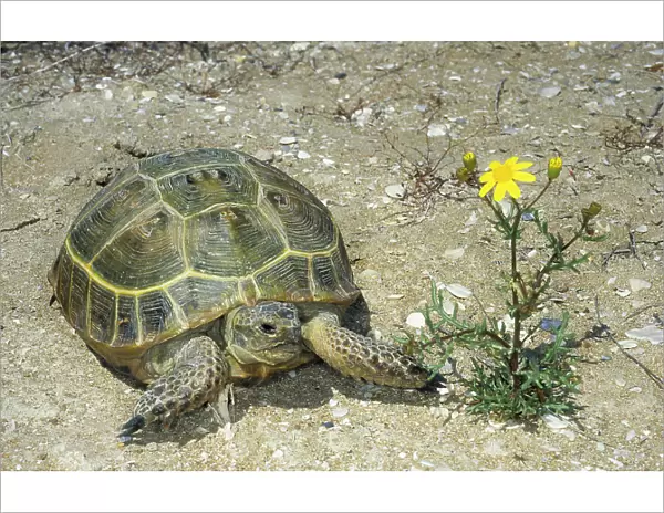 Steppe  /  Horsfield's Tortoise - active during day in a desert - Caspian sea shore - Turkmenistan - April Tm31. 0525