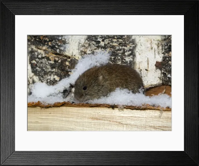 Framed Print : Northern Red-backed Vole - emerges from a hide in wood-store to search for remains of food around wildlife reserve keepers hut - fresh snow on birch-wood - mid-March - Wildlife reserve Denezhkin Kamen - North Ural Mountains Framed Print : Northern Red-backed Vole - emerges from a hide in wood-store to search for remains of food around wildlife reserve keepers hut - fresh snow on birch-wood - mid-March - Wildlife reserve Denezhkin Kamen - North Ural Mountains