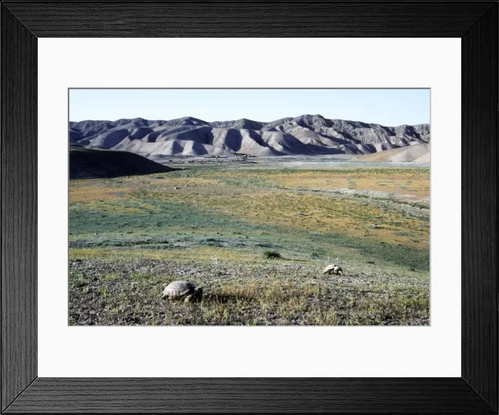 Framed Print : Steppe / Horsfield's Tortoise's graze - near Karahoudan village - foothills of Kopetdag mountains - Turkmenistan - Spring - April Tm31. 0257 Framed Print : Steppe / Horsfield's Tortoise's graze - near Karahoudan village - foothills of Kopetdag mountains - Turkmenistan - Spring - April Tm31. 0257