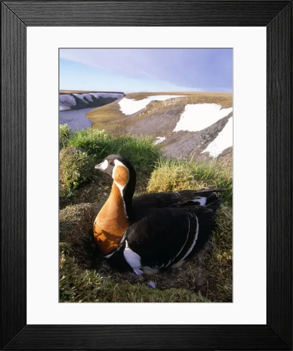 Framed Print : Red-breasted Goose - on nest at riverbank - Taimyr near Kara Sea - Russian Arctic Framed Print : Red-breasted Goose - on nest at riverbank - Taimyr near Kara Sea - Russian Arctic