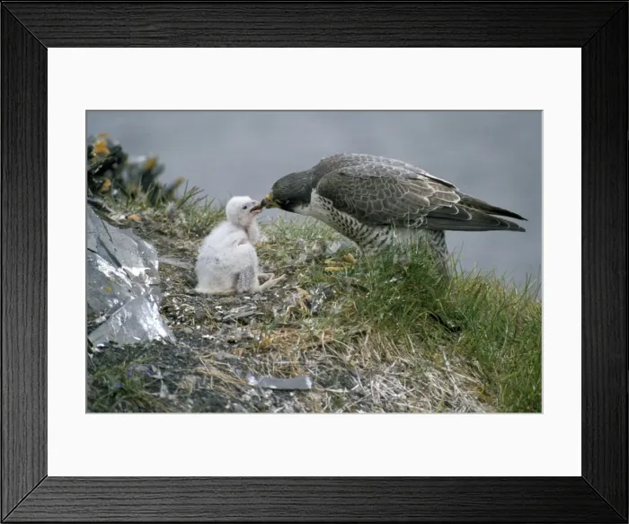 Framed Print : Peregrine Falcon - feeds chick on nest - Taimyr - Russian Arctic Framed Print : Peregrine Falcon - feeds chick on nest - Taimyr - Russian Arctic