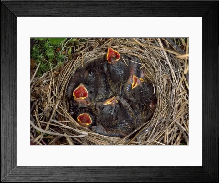 Framed Print : Rustic Bunting - nestlings Framed Print : Rustic Bunting - nestlings