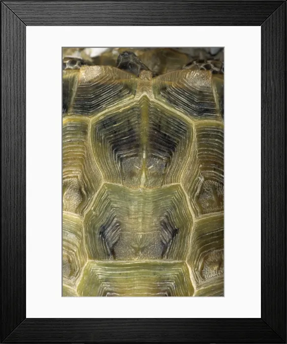 Framed Print : Steppe / Horsfield's Tortoise carapace from above - Caspian sea shore - Turkmenistan - Spring - April Tm31. 0531 Framed Print : Steppe / Horsfield's Tortoise carapace from above - Caspian sea shore - Turkmenistan - Spring - April Tm31. 0531