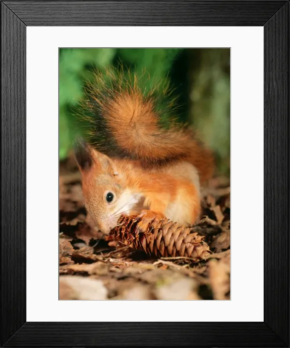 Framed Print : Red Squirrel ANZ 602 Eating Fir cone Sciurus vulgaris © Andrey Zvoznikov / ardea. com Framed Print : Red Squirrel ANZ 602 Eating Fir cone Sciurus vulgaris © Andrey Zvoznikov / ardea. com