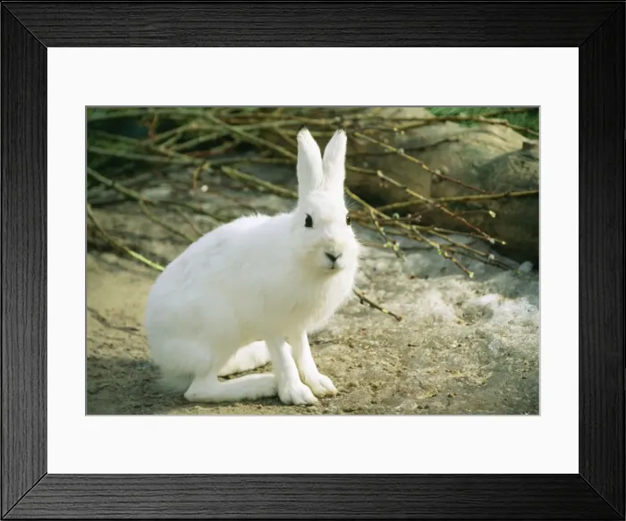 Framed Print : Blue Mountain / Arctic / Siberian Hare ANZ 609 In winter, Ekaterinburg Russia. Lepus timidus © Andrey Zvoznikov / ardea. com Framed Print : Blue Mountain / Arctic / Siberian Hare ANZ 609 In winter, Ekaterinburg Russia. Lepus timidus © Andrey Zvoznikov / ardea. com