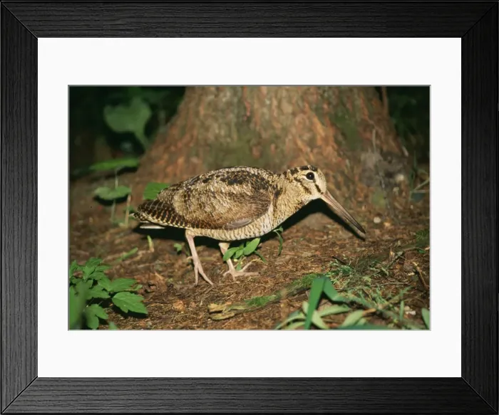 Framed Print : Eurasian Woodcock ANZ 630 South Ural Mountains, Russia. Scolopax rusticola © Andrey Zvoznikov / ardea. com Framed Print : Eurasian Woodcock ANZ 630 South Ural Mountains, Russia. Scolopax rusticola © Andrey Zvoznikov / ardea. com