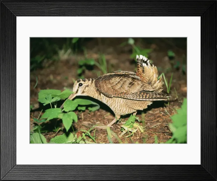 Framed Print : Eurasian Woodcock ANZ 630 South Ural Mountains, Russia. Scolopax rusticola © Andrey Zvoznikov / ardea. com Framed Print : Eurasian Woodcock ANZ 630 South Ural Mountains, Russia. Scolopax rusticola © Andrey Zvoznikov / ardea. com