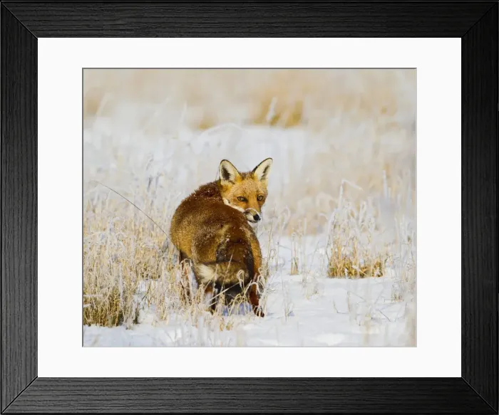 Framed Print : Red Fox - in snow covered rough grassland - controlled conditions 15844 Framed Print : Red Fox - in snow covered rough grassland - controlled conditions 15844