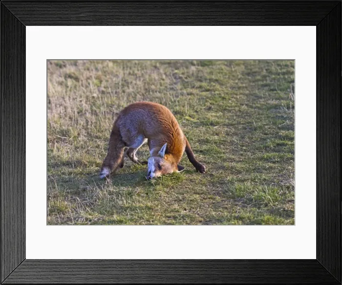 Framed Print : Red Fox - rolling in scent - controlled conditions 15949 Framed Print : Red Fox - rolling in scent - controlled conditions 15949