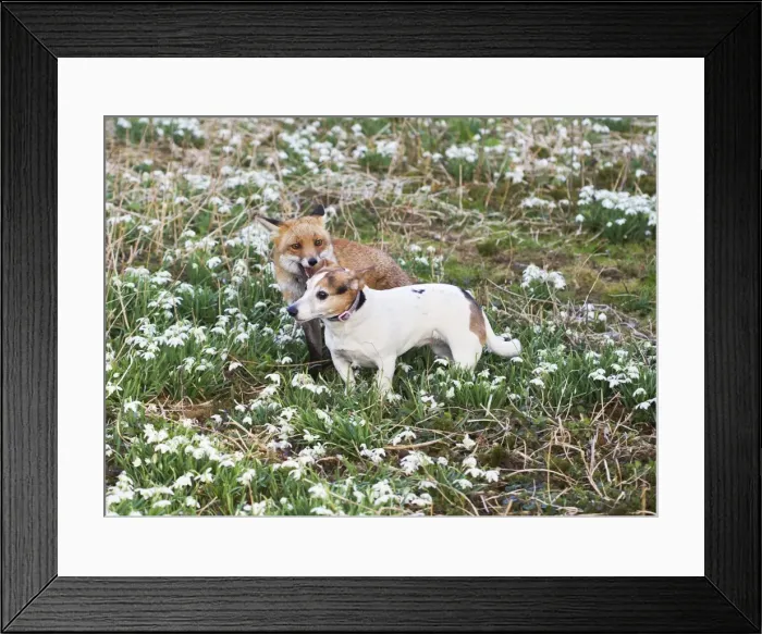 Framed Print : Red Fox - playing with Jack Russell in Snowdrops - controlled conditions 15955 Framed Print : Red Fox - playing with Jack Russell in Snowdrops - controlled conditions 15955