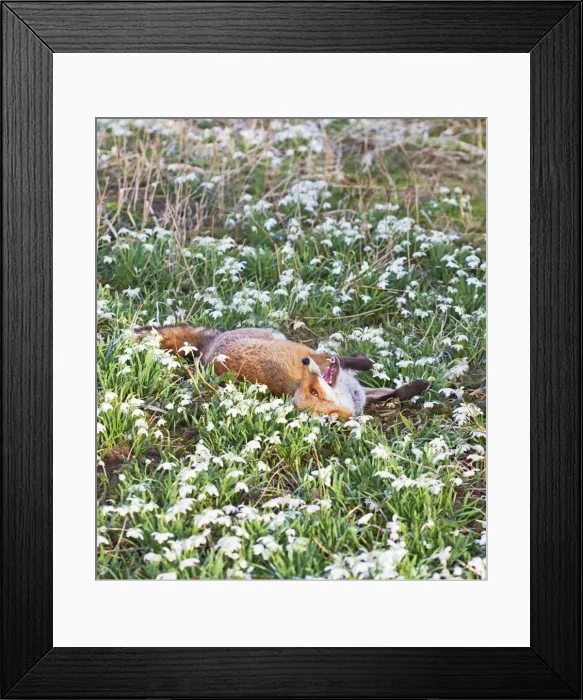 Framed Print : Red Fox - rolling in Snowdrops - controlled conditions 15951 Framed Print : Red Fox - rolling in Snowdrops - controlled conditions 15951
