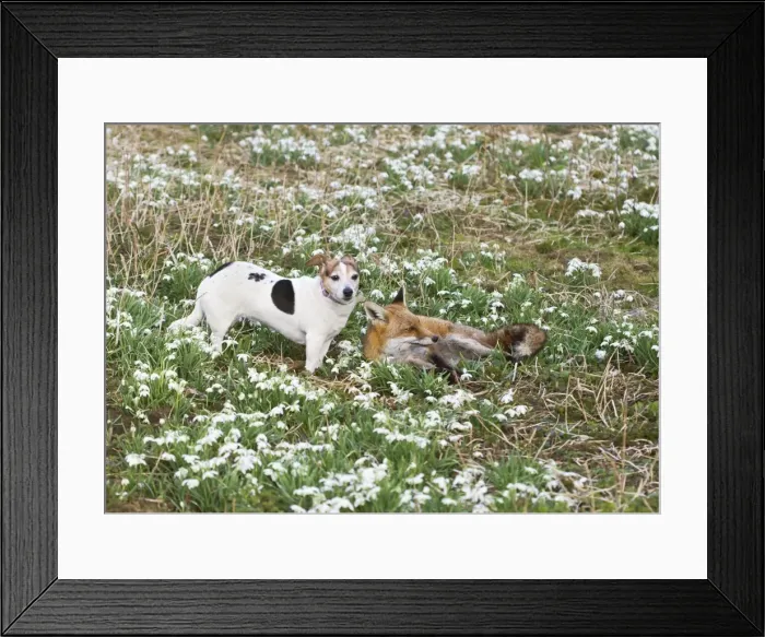 Framed Print : Red Fox - with Jack Russell in Snowdrops - controlled conditions 15960 Framed Print : Red Fox - with Jack Russell in Snowdrops - controlled conditions 15960