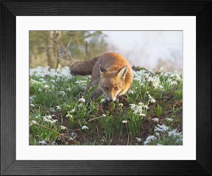 Framed Print : Red Fox - in Snowdrops - controlled conditions 15970 Framed Print : Red Fox - in Snowdrops - controlled conditions 15970
