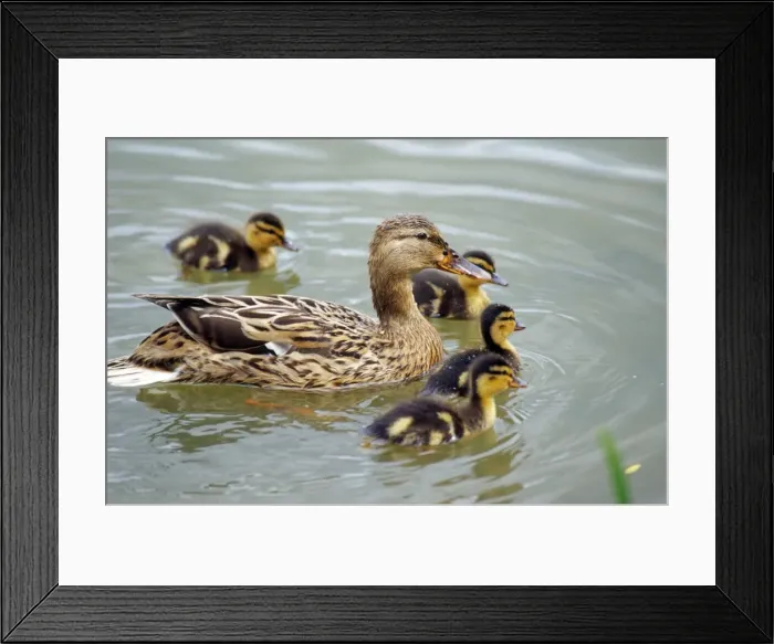 Framed Print : Mallard Duck - female & chicks