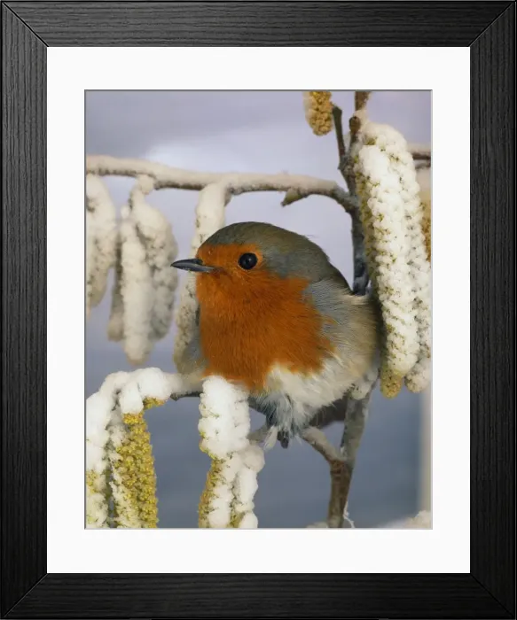 Framed Print : Robin. BB-445. European ROBIN - On snowy branch. Erithacus rubecula. Brian Bevan. Framed Print : Robin. BB-445. European ROBIN - On snowy branch. Erithacus rubecula. Brian Bevan.