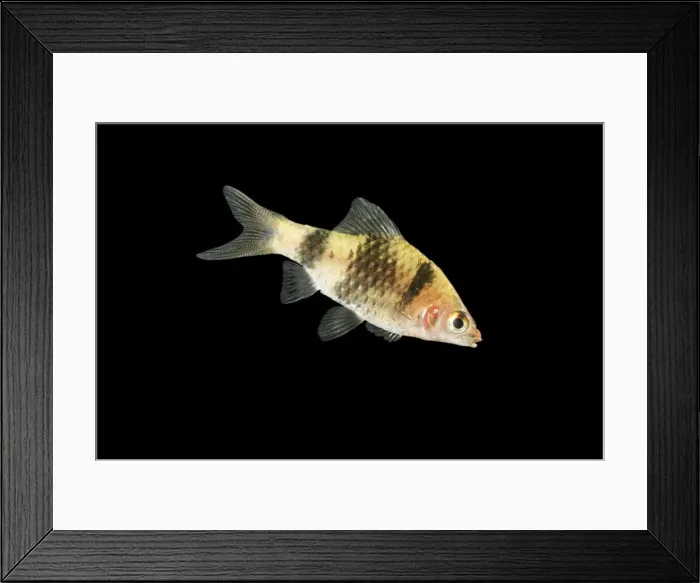 Framed Print : Black ruby Barb BB 583 Side view black background Barbus nigro fasciatus © Brian Bevan / ardea. com Framed Print : Black ruby Barb BB 583 Side view black background Barbus nigro fasciatus © Brian Bevan / ardea. com