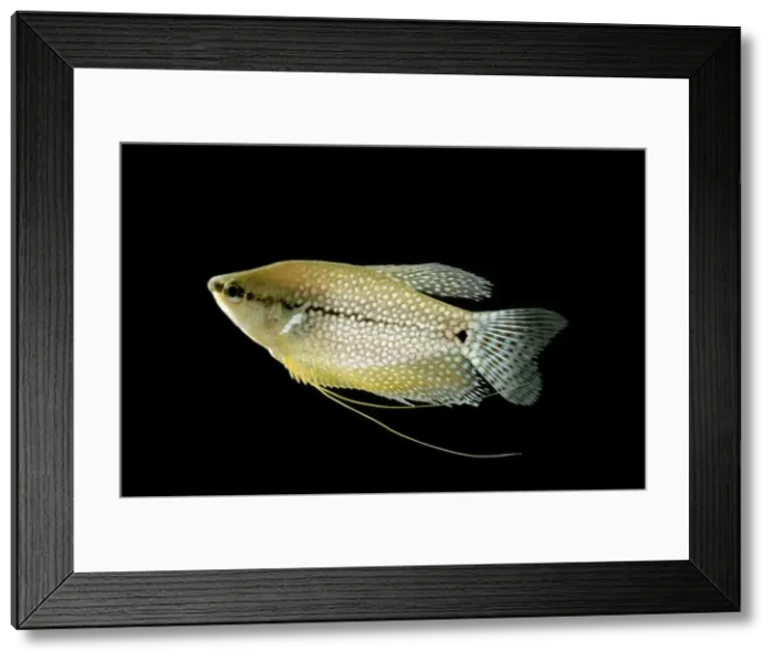 Framed Print : Pearl Gourami BB 584 Side view Trichogaster leeri © Brian Bevan / ardea. com Framed Print : Pearl Gourami BB 584 Side view Trichogaster leeri © Brian Bevan / ardea. com