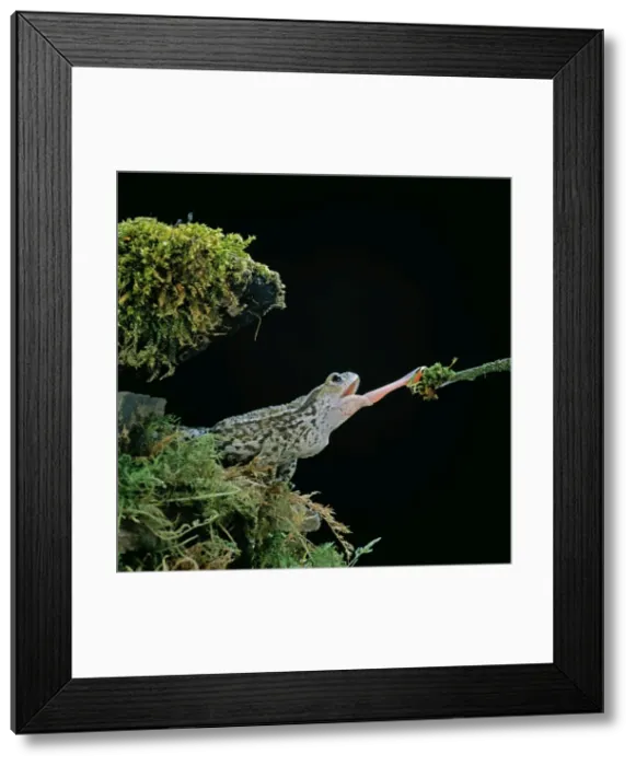 Framed Print : Common Toad - catching prey with tongue extended