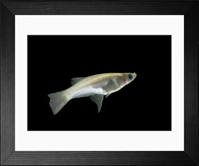 Framed Print : Knife-edged Livebearer BB 586 Side view Alfaro cultratus © Brian Bevan / ardea. com Framed Print : Knife-edged Livebearer BB 586 Side view Alfaro cultratus © Brian Bevan / ardea. com