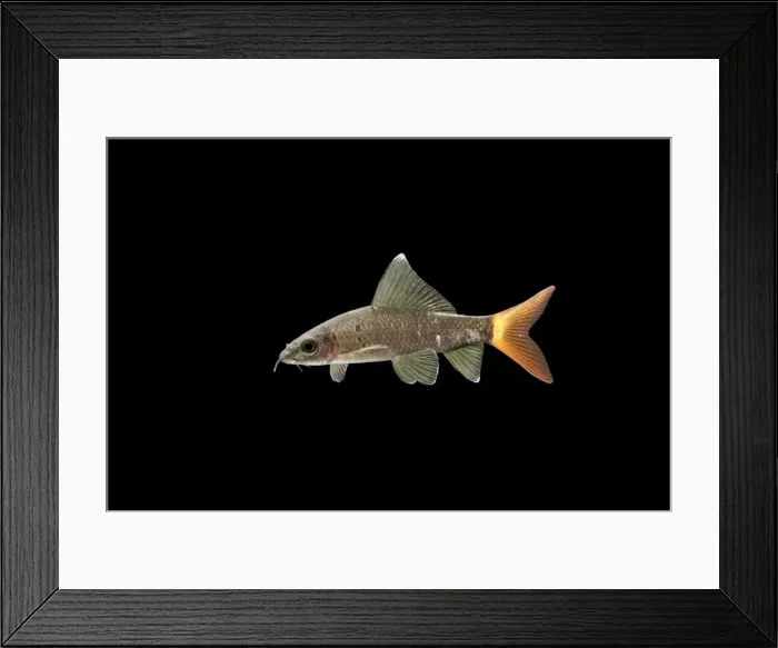 Framed Print : Red-tailed Black Shark BB 589 Side view Epalzeorhynchos bicolour © Brian Bevan / ardea. com Framed Print : Red-tailed Black Shark BB 589 Side view Epalzeorhynchos bicolour © Brian Bevan / ardea. com