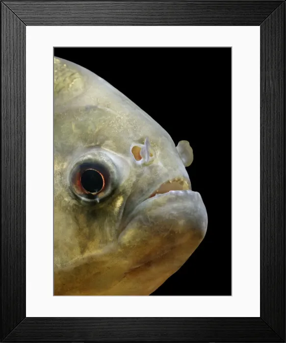 Framed Print : Pirana BB 587 Side view close up Serrasalmus sp © Brian Bevan / ardea. com Framed Print : Pirana BB 587 Side view close up Serrasalmus sp © Brian Bevan / ardea. com