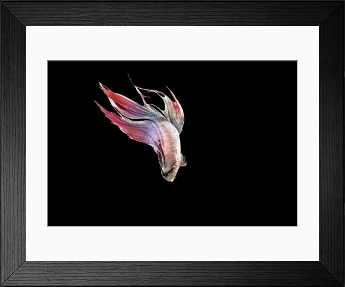 Framed Print : Siamese Fighter Fish BB 590 Top view Betta splendens © Brian Bevan / ardea. com Framed Print : Siamese Fighter Fish BB 590 Top view Betta splendens © Brian Bevan / ardea. com