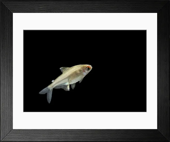Framed Print : Lemon Tetra BB 596 Side view Hyphessobrycon pulchripinnis © Brian Bevan / ardea. com Framed Print : Lemon Tetra BB 596 Side view Hyphessobrycon pulchripinnis © Brian Bevan / ardea. com