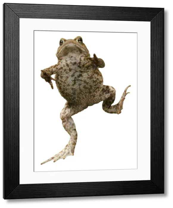 Framed Print : Common Toad BB 599-M Mr Toad Bufo bufo © Brian Bevan / ardea. com Framed Print : Common Toad BB 599-M Mr Toad Bufo bufo © Brian Bevan / ardea. com