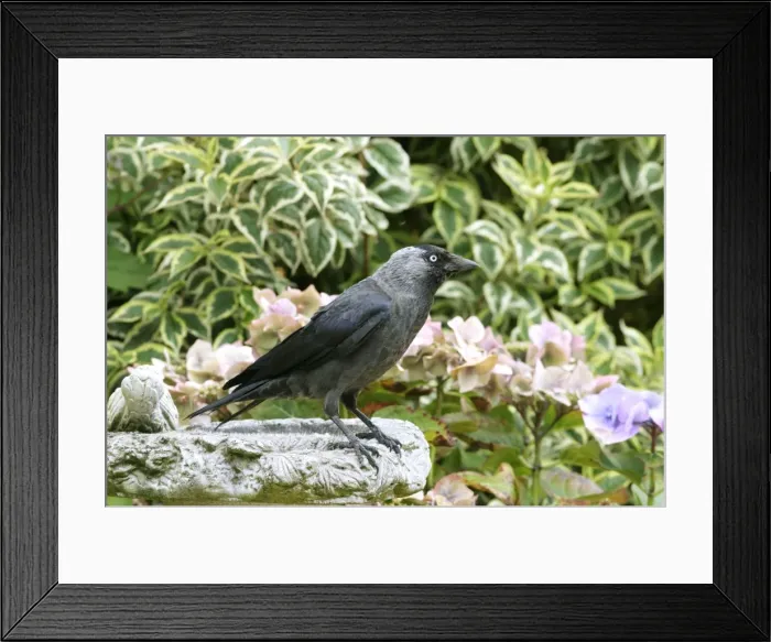 Framed Print : Jackdaw BB 600 Standing on bird bath in garden Corvus monedule © Brian Bevan / ardea. com Framed Print : Jackdaw BB 600 Standing on bird bath in garden Corvus monedule © Brian Bevan / ardea. com