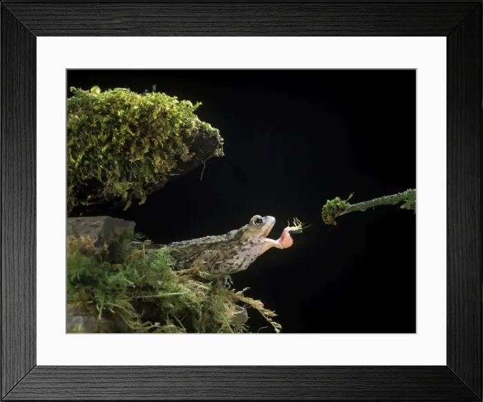 Framed Print : Common Toad BB 601 Catching Shield Bug, tongue retracting Bufo bufo © Brian Bevan / ardea. com Framed Print : Common Toad BB 601 Catching Shield Bug, tongue retracting Bufo bufo © Brian Bevan / ardea. com
