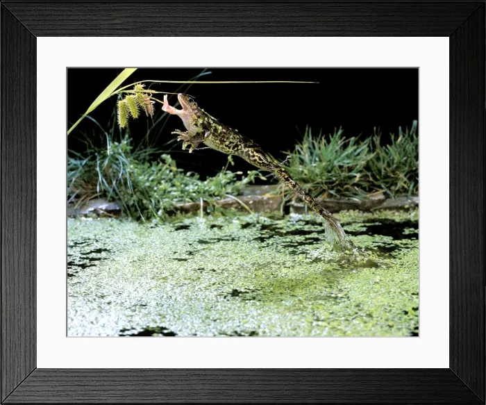 Framed Print : Common Frog BB 602 Jumping for insect with tongue extended Rana temporaria © Brian Bevan / ardea. com Framed Print : Common Frog BB 602 Jumping for insect with tongue extended Rana temporaria © Brian Bevan / ardea. com