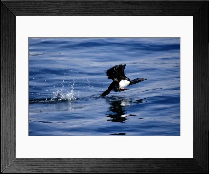 Framed Print : Rock Cormorant Framed Print : Rock Cormorant