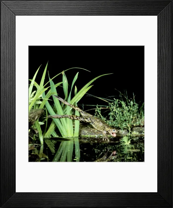 Framed Print : Common Frog BB 603 Jumping into water Rana temporaria © Brian Bevan / ardea. com Framed Print : Common Frog BB 603 Jumping into water Rana temporaria © Brian Bevan / ardea. com