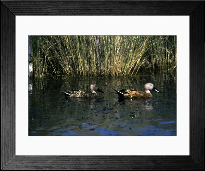 Framed Print : Red Shoveler Duck Framed Print : Red Shoveler Duck
