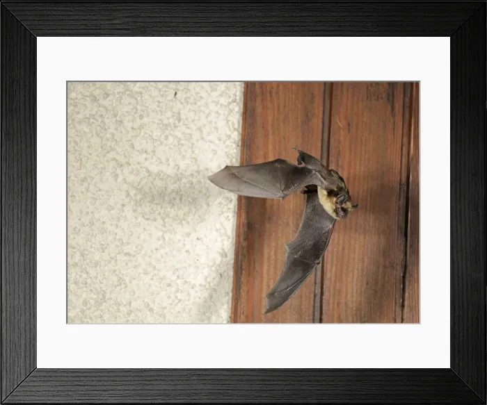 Framed Print : Northern Bat - in flight in front of house Framed Print : Northern Bat - in flight in front of house