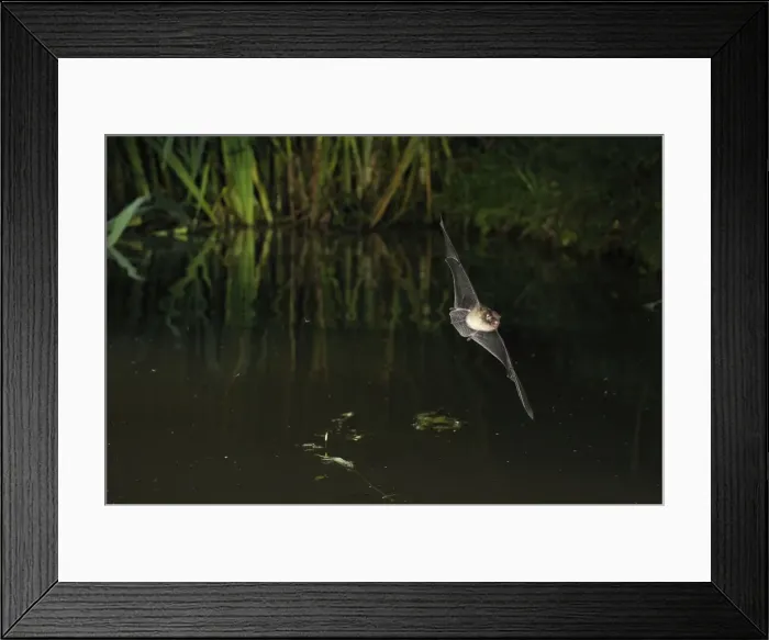 Framed Print : Whiskered Bat - in flight above a forest pond - Jura Mountain - Switzerland(impossible to know which whiskered bat it is without a hand determination) Framed Print : Whiskered Bat - in flight above a forest pond - Jura Mountain - Switzerland(impossible to know which whiskered bat it is without a hand determination)
