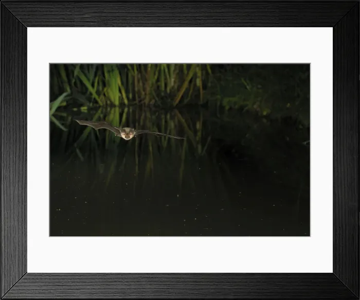 Framed Print : Brown Long-eared Bat - in flight above forest pond - Jura Mountain - Switzerland Framed Print : Brown Long-eared Bat - in flight above forest pond - Jura Mountain - Switzerland