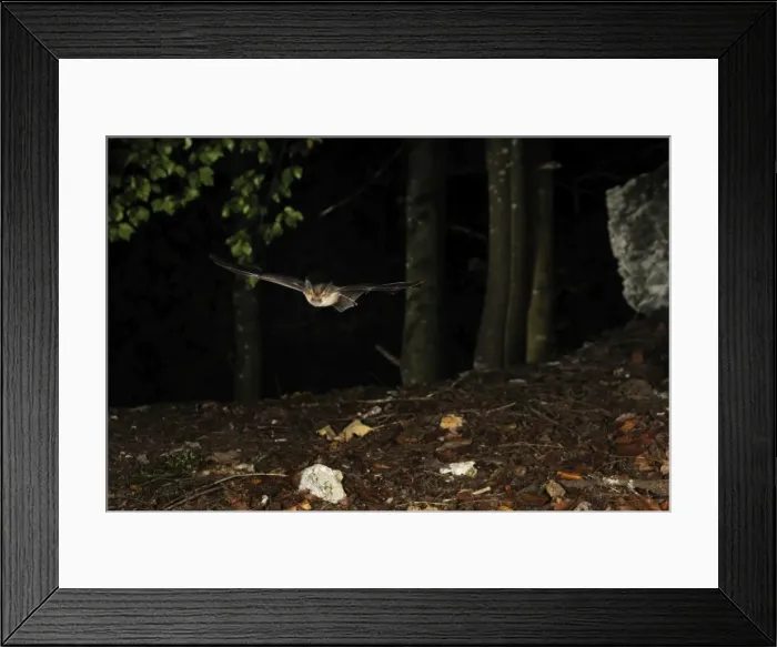 Framed Print : Brown Long-eared Bat - in flight in a Fagus-abies mountain forest - Jura Mountain - Switzerland Framed Print : Brown Long-eared Bat - in flight in a Fagus-abies mountain forest - Jura Mountain - Switzerland