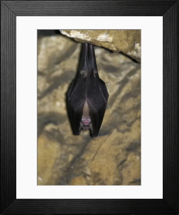 Framed Print : Greater Horseshoe Bat - hibernating in a Jura mountain's cave - Switzerland