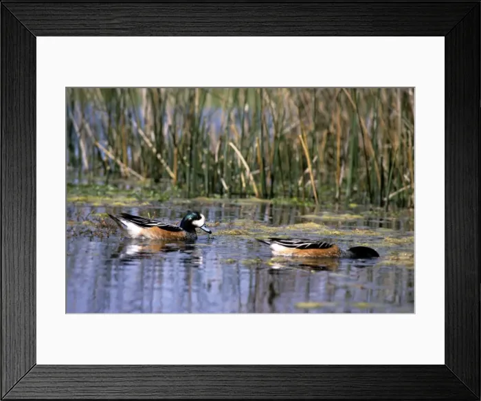 Framed Print : Chiloe Wigeon Framed Print : Chiloe Wigeon
