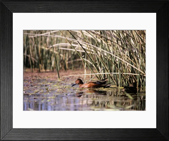 Framed Print : Cinnamon Teal Duck Framed Print : Cinnamon Teal Duck