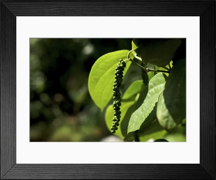 Framed Print : Pepper Plant - Goa India Framed Print : Pepper Plant - Goa India