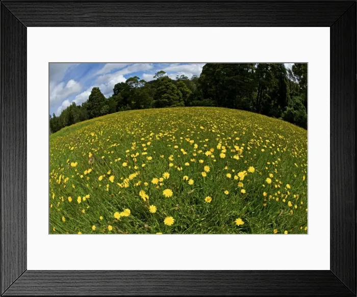Framed Print : Yellow flowers in meadow - fisheye lens - Otway National Park - Australia Framed Print : Yellow flowers in meadow - fisheye lens - Otway National Park - Australia