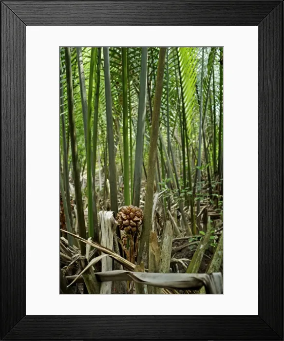 Framed Print : Attap / Nipah Palm - palm fruit - Pulau ubin Singapore Framed Print : Attap / Nipah Palm - palm fruit - Pulau ubin Singapore