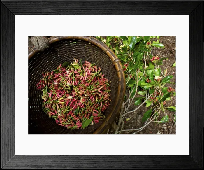 Framed Print : Cloves - just after picking -Ternate Indonesia Framed Print : Cloves - just after picking -Ternate Indonesia