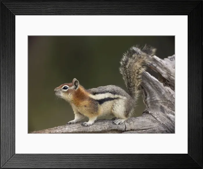 Framed Print : Golden-mantled Ground Squirrel - with cheek pouches full of food - Montana - USA Framed Print : Golden-mantled Ground Squirrel - with cheek pouches full of food - Montana - USA