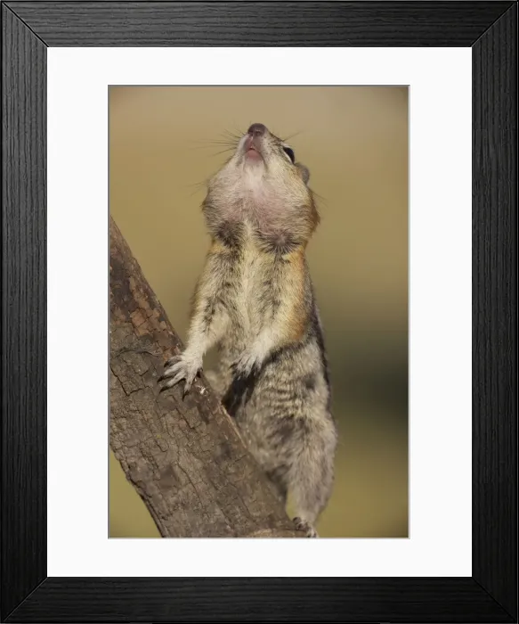 Framed Print : Golden-mantled Ground Squirrel - standing on hind legs with cheek pouches full of food - Montana - USA